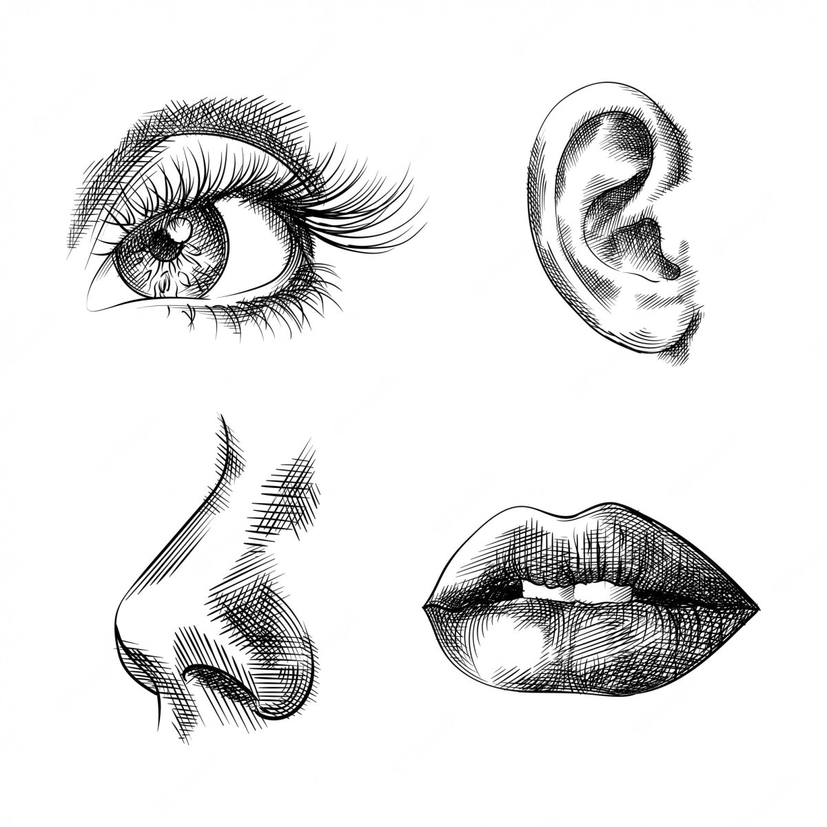 Рисование частей лица