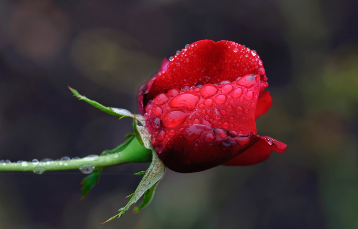 Роза с каплями воды