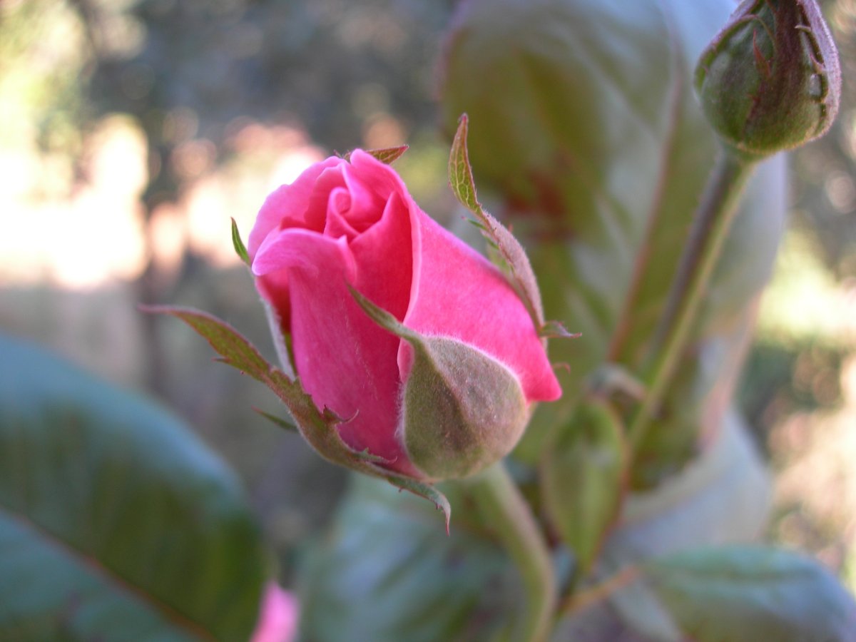 Нераскрывшийся бутон розовой розы