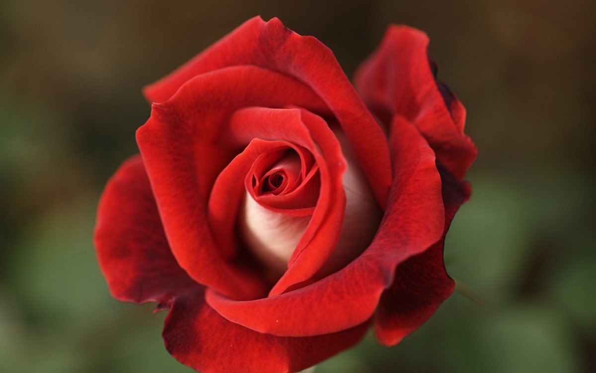 Роза ред Мэджик