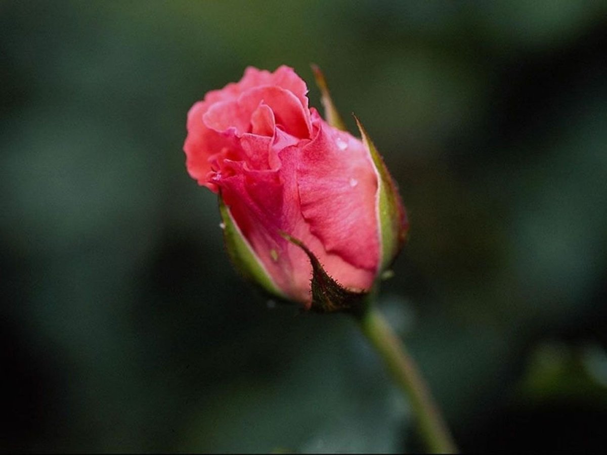 Полураскрывшийся бутон розы