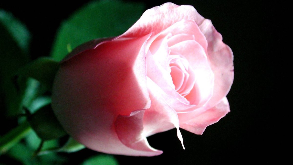 Роза Феурио розы