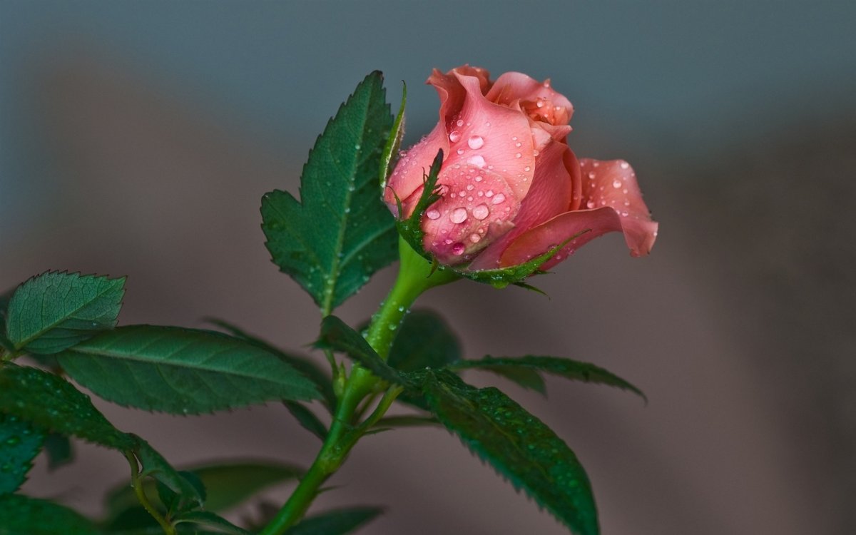 Розовый бутон