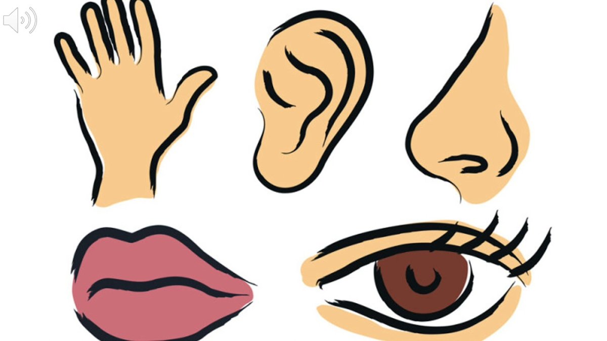 Глаза уши осязание