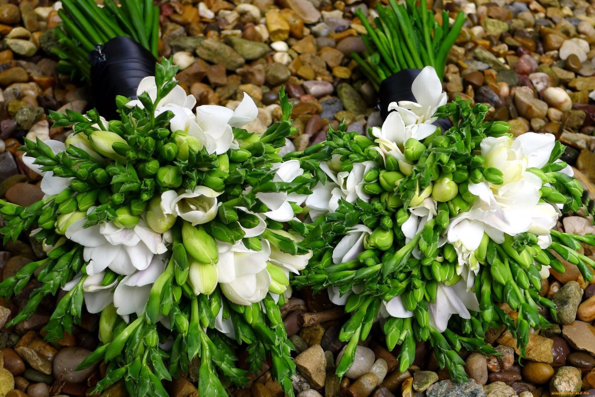 Фрезия букет