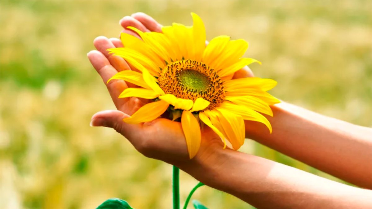 Солнышко на ладошке