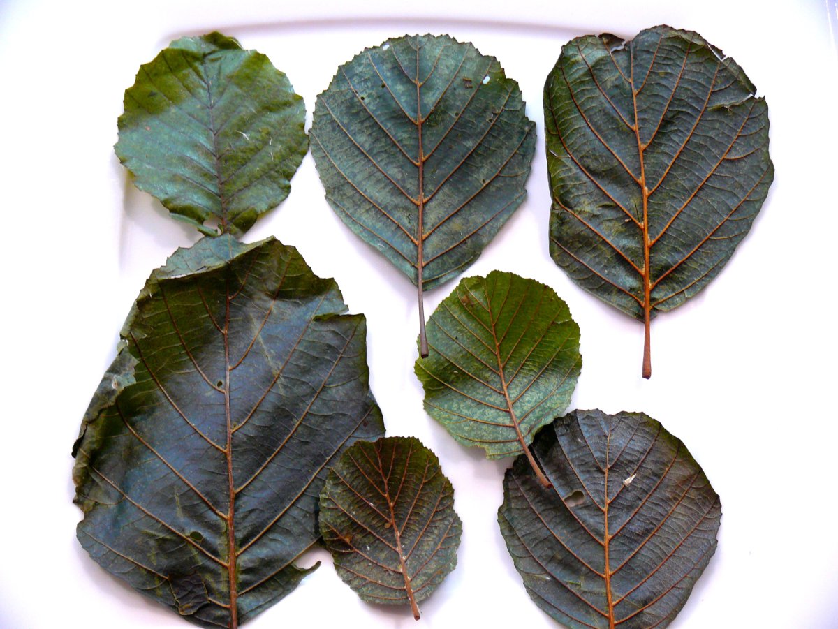 Осенний лист ольхи черной