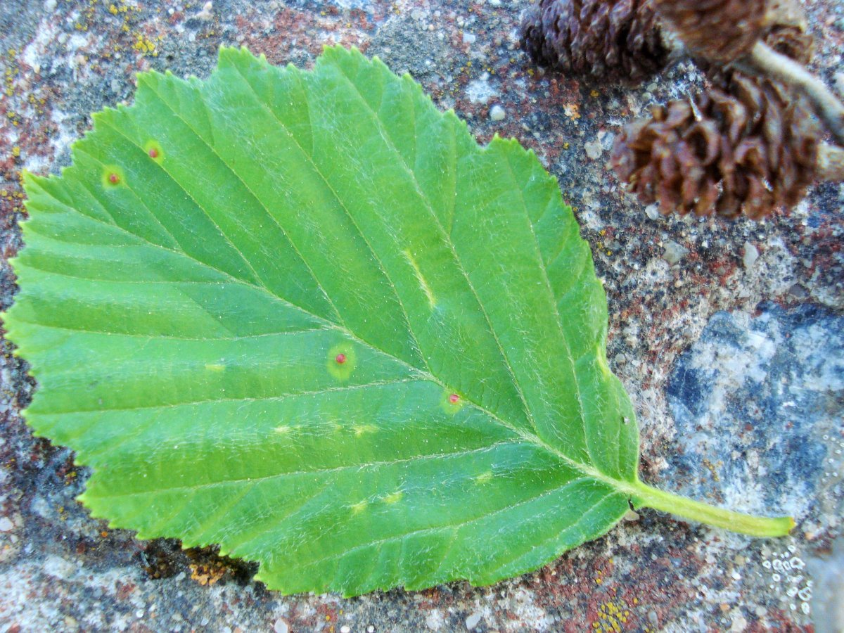 Ольха серая Aurea