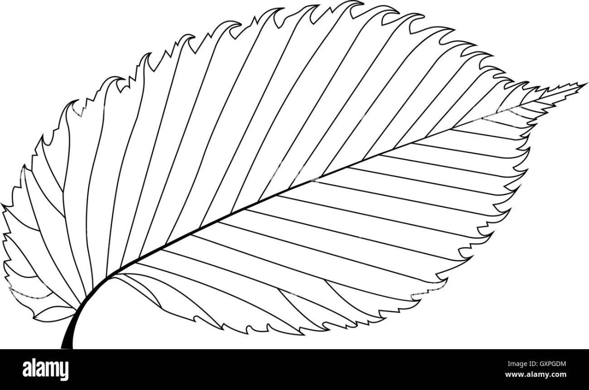 Ольха черная листья