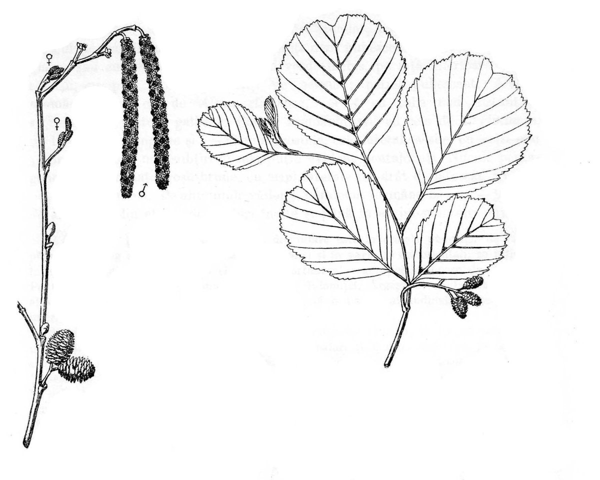 Ольха сердцелистная