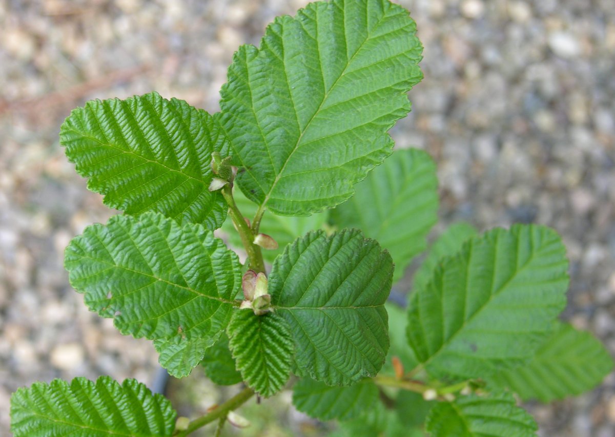 Ольха Кольская