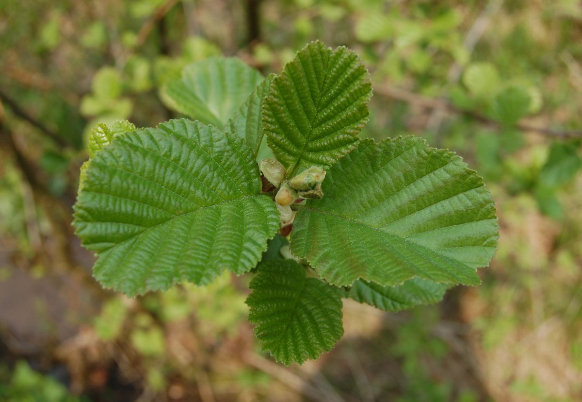 Alnus glutinosa