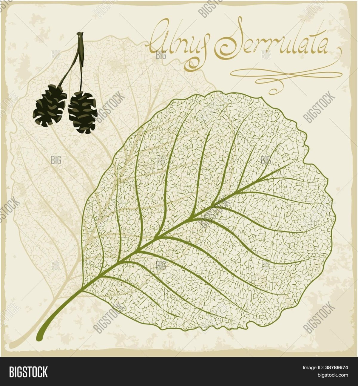 Листочки деревьев