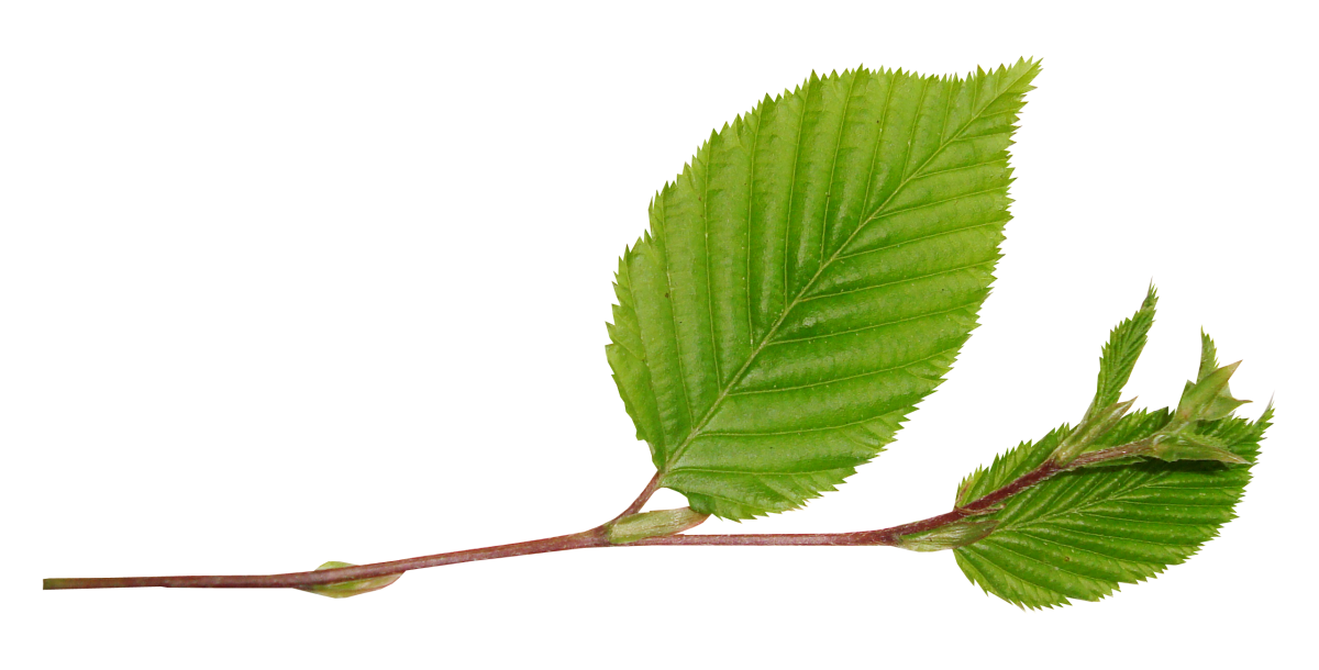 Листы деревьев клена дуба орешника и каштана