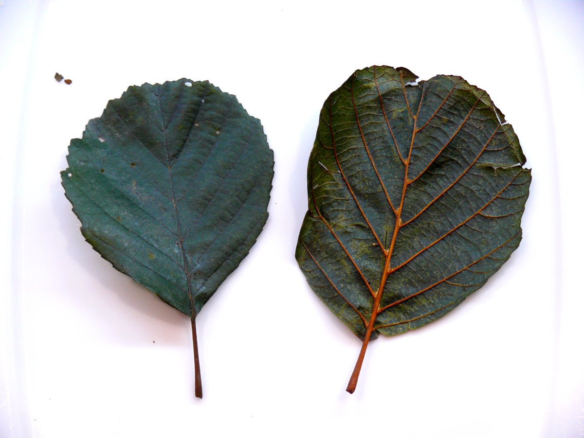 Ольха серая (Álnus incána)