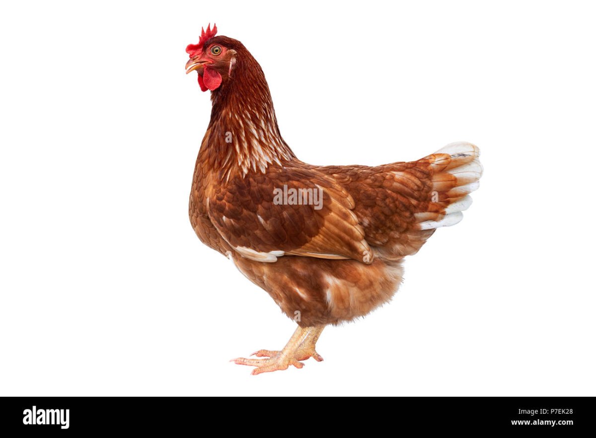 Коричневая курица на белом фоне