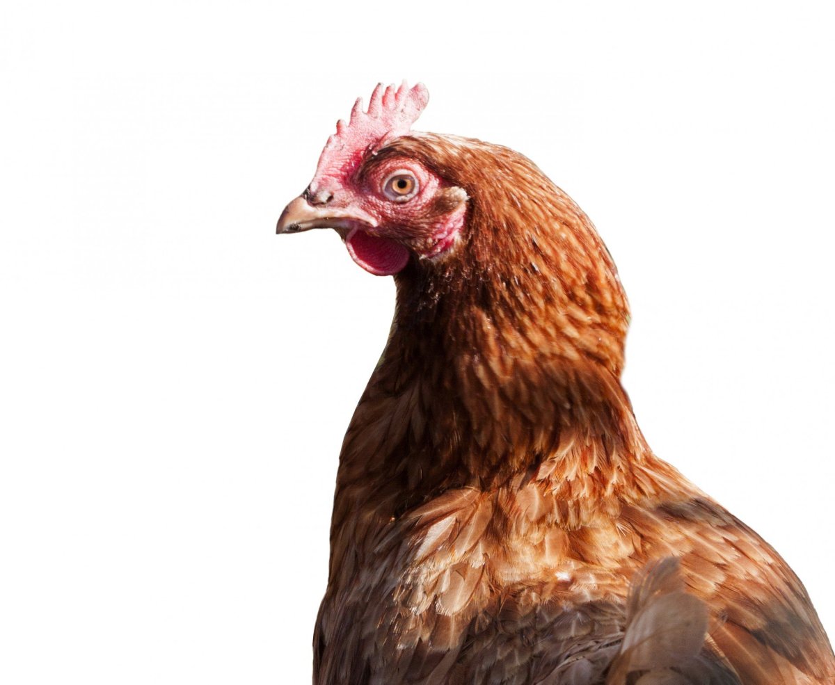 Курица без фона