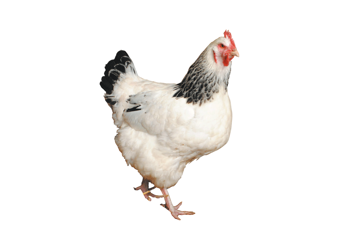 Курица на прозрачном фоне