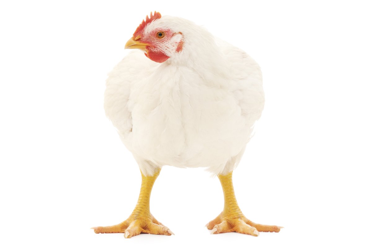 Белая курица