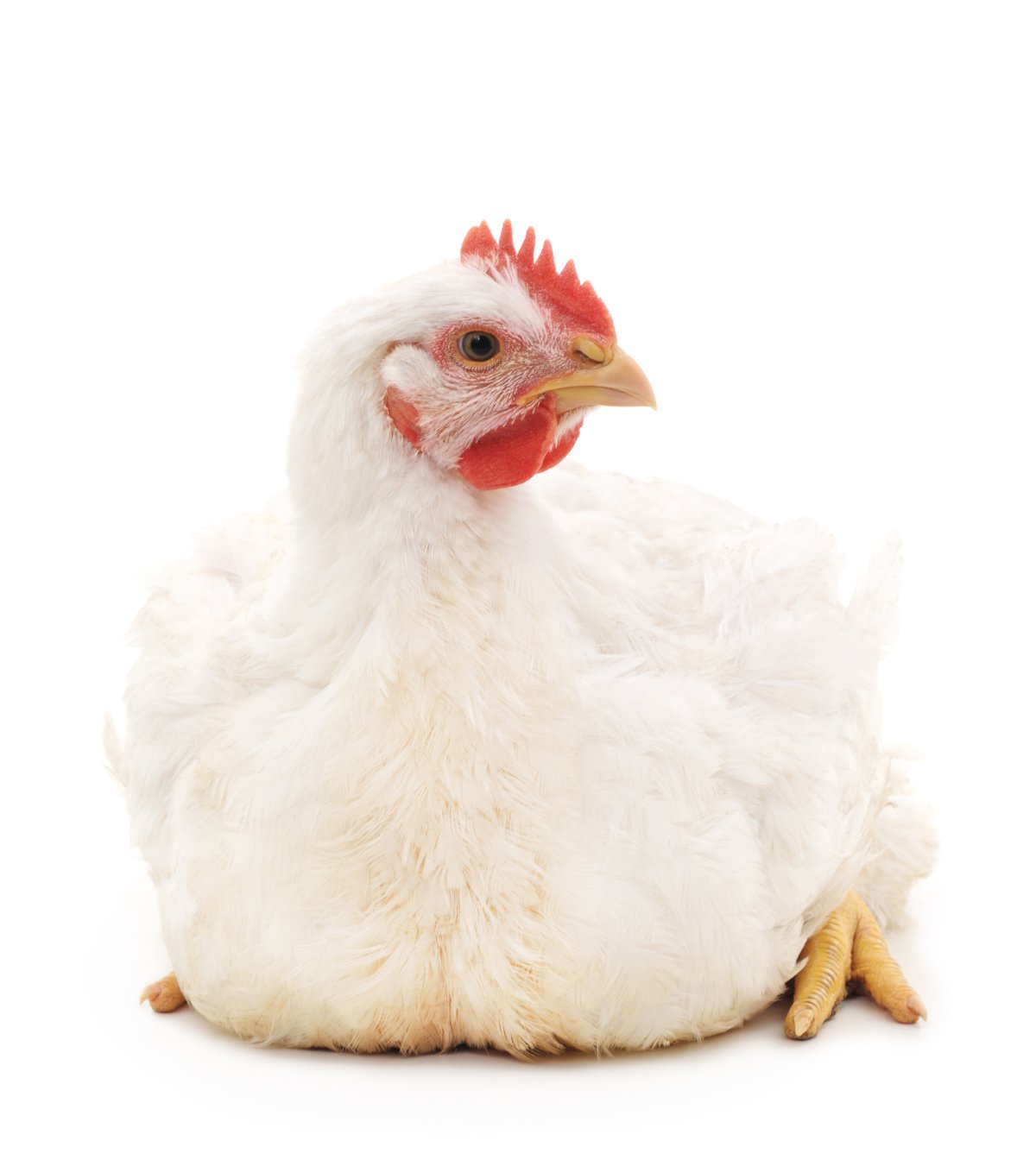 Бройлер на белом фоне