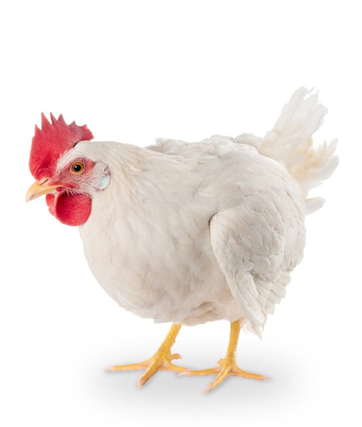 Бройлер на белом фоне