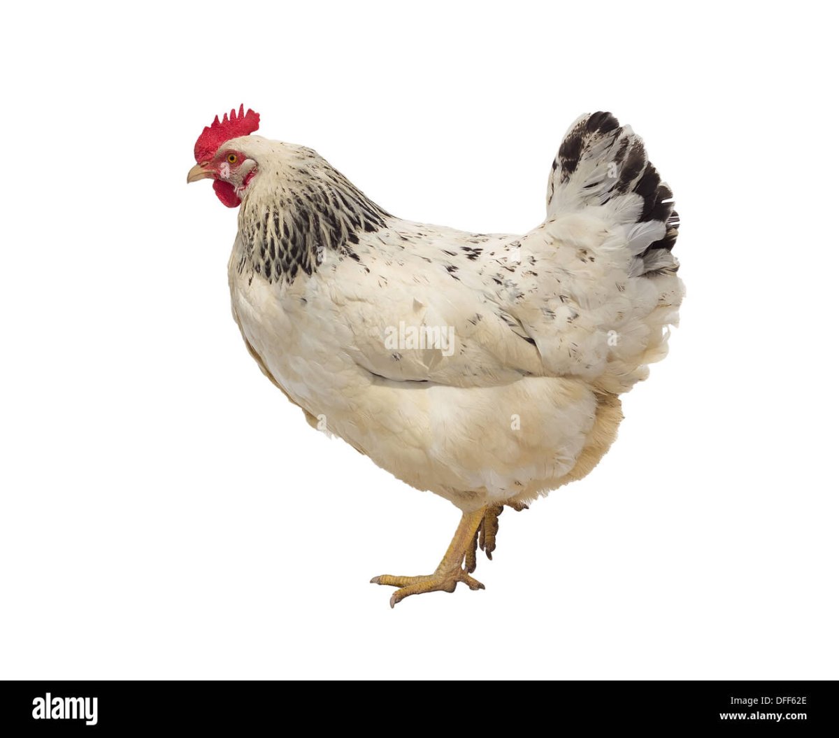 Курица для детей на белом фоне