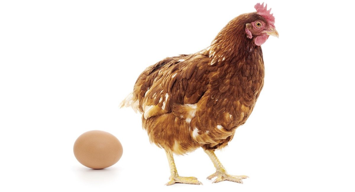 Яйца Хайсекс Браун