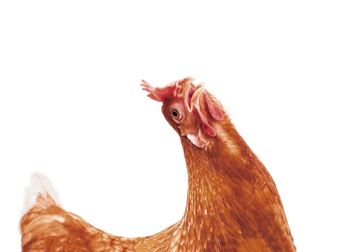 Хай лай Соня грей куры