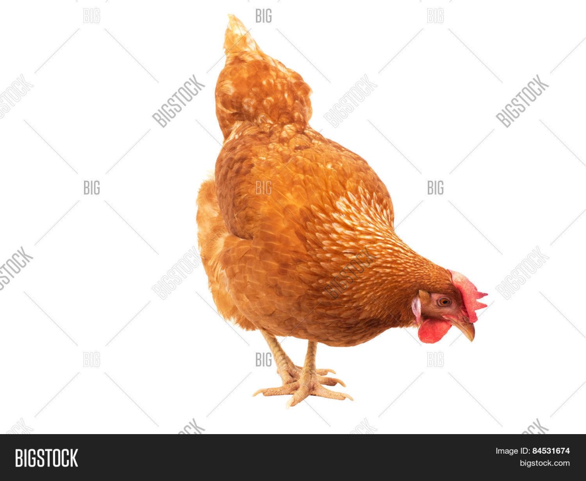 Курица картинка для детей на белом фоне