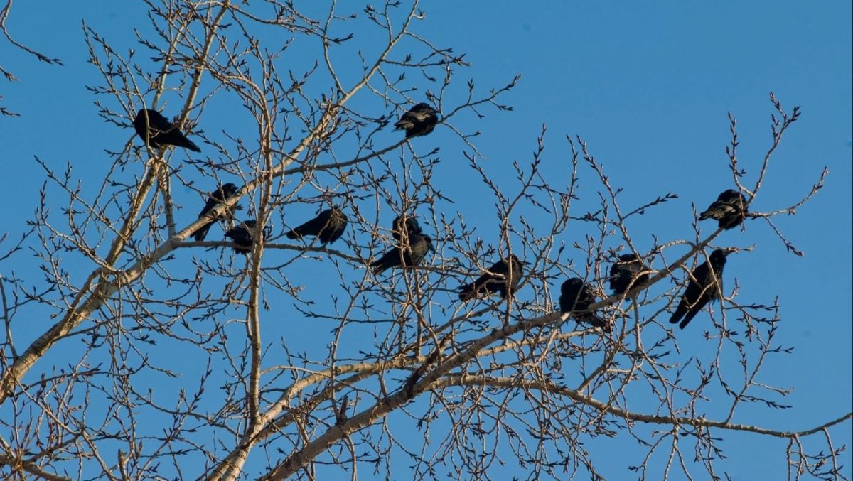 Ласточки вымерли