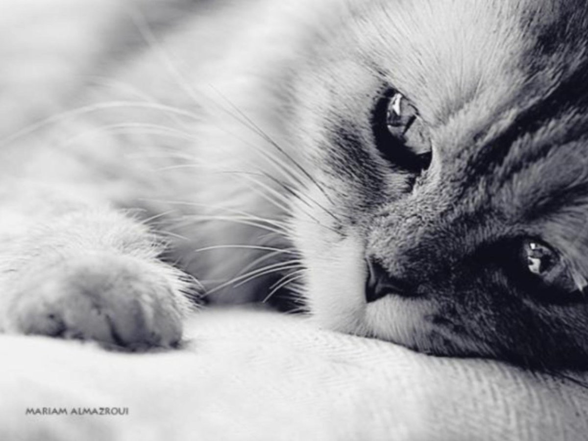 Грусть печаль