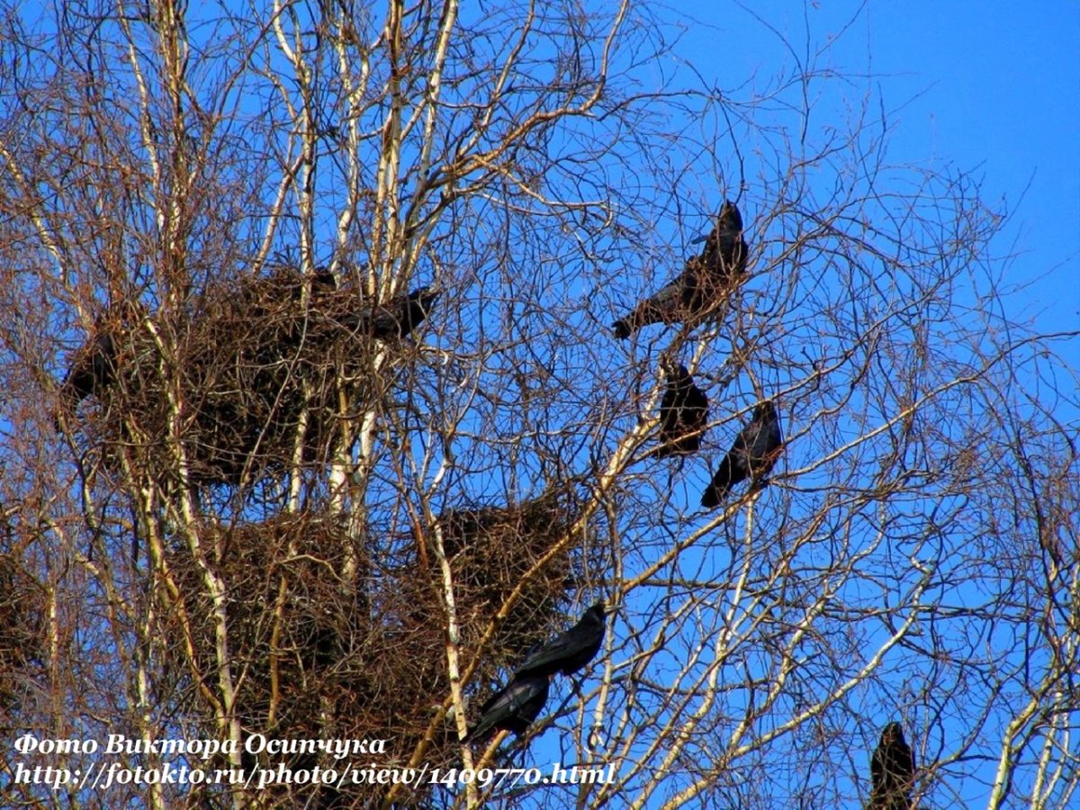Скворцы прилетели