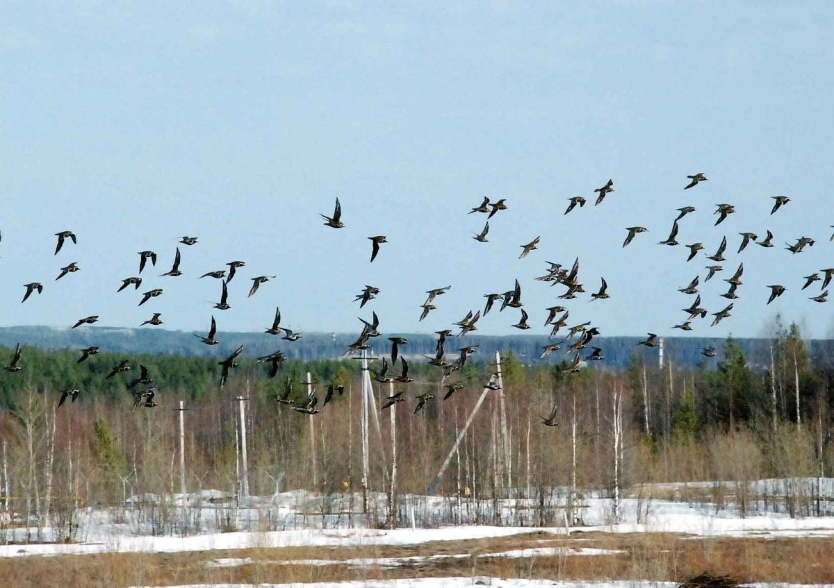 Птицы прилетающие зимой в Москву