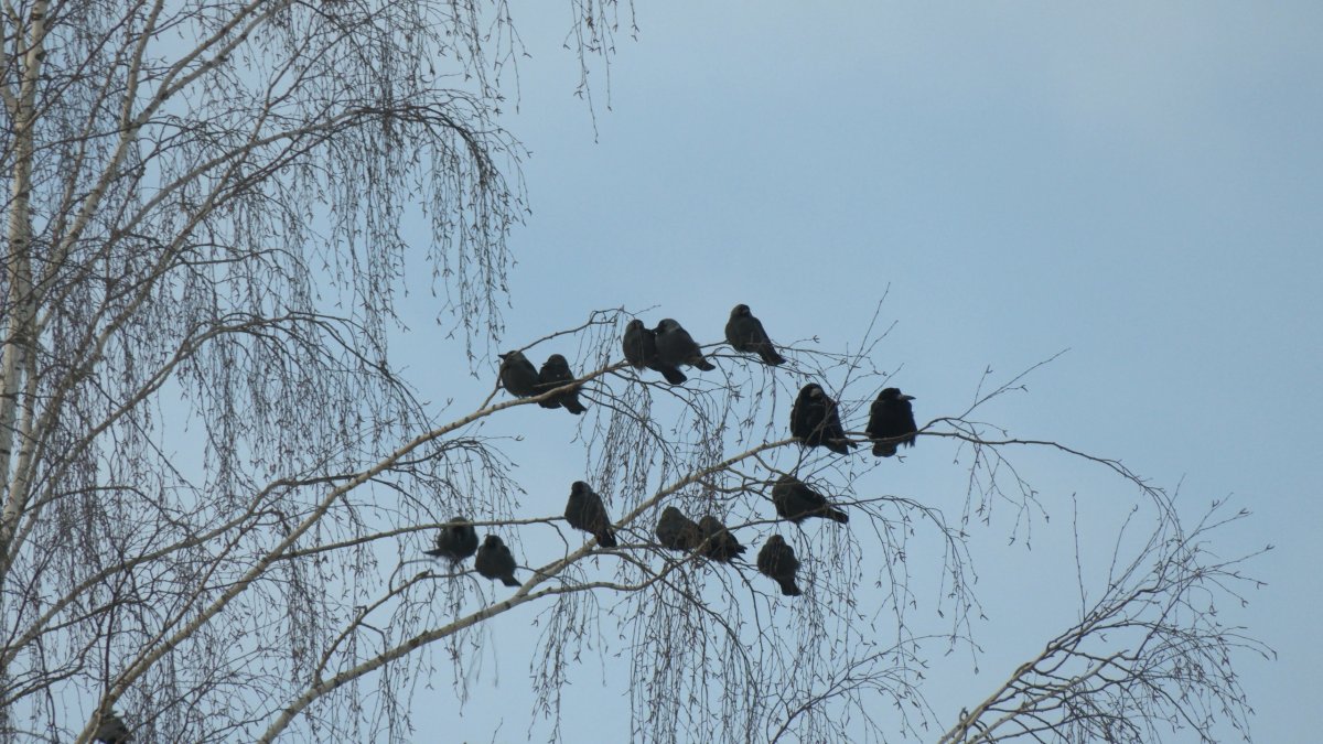 Ранней весной перелётные птицы возвращаются в родные края .