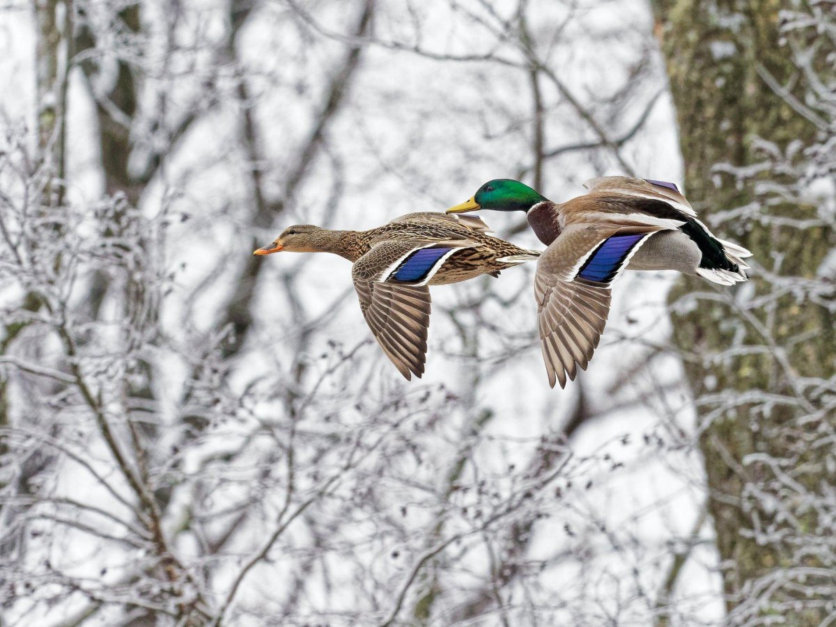 Весенние птицы прилетели