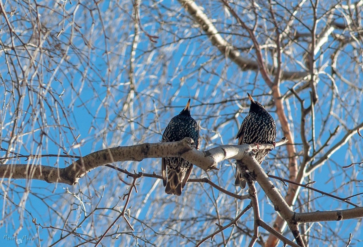 Прилет Скворцов весной