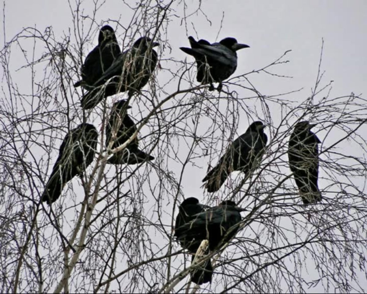 Скворцы Жаворонки Дрозды