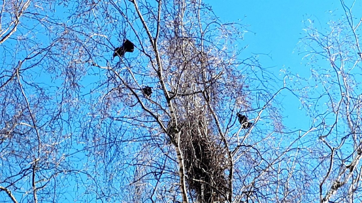 Перелётные стаи свиристели