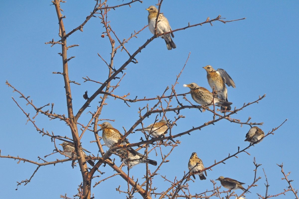 Грачиные гнезда на деревьях