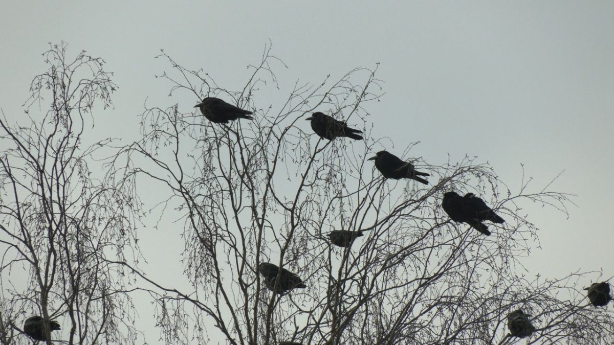 Скворечник на Березе