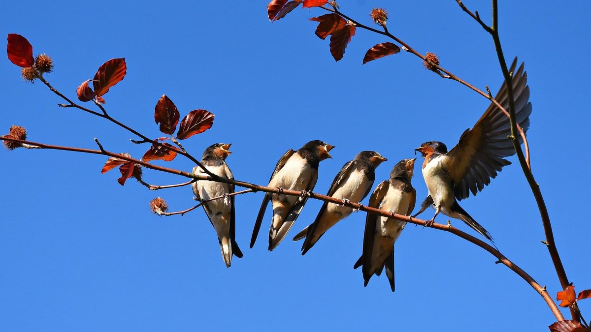 Скворец (Весна)