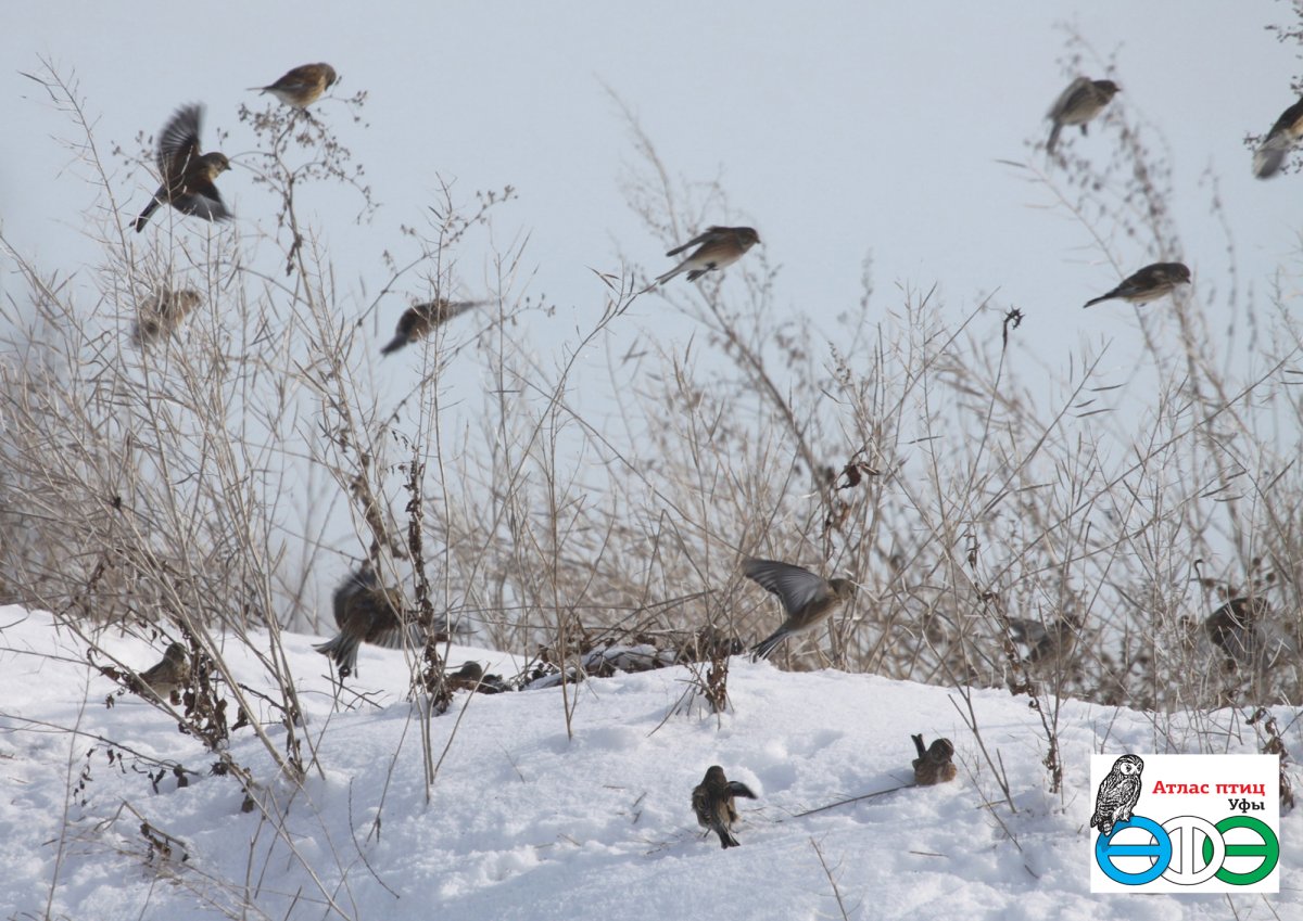 Скворцы на вербе