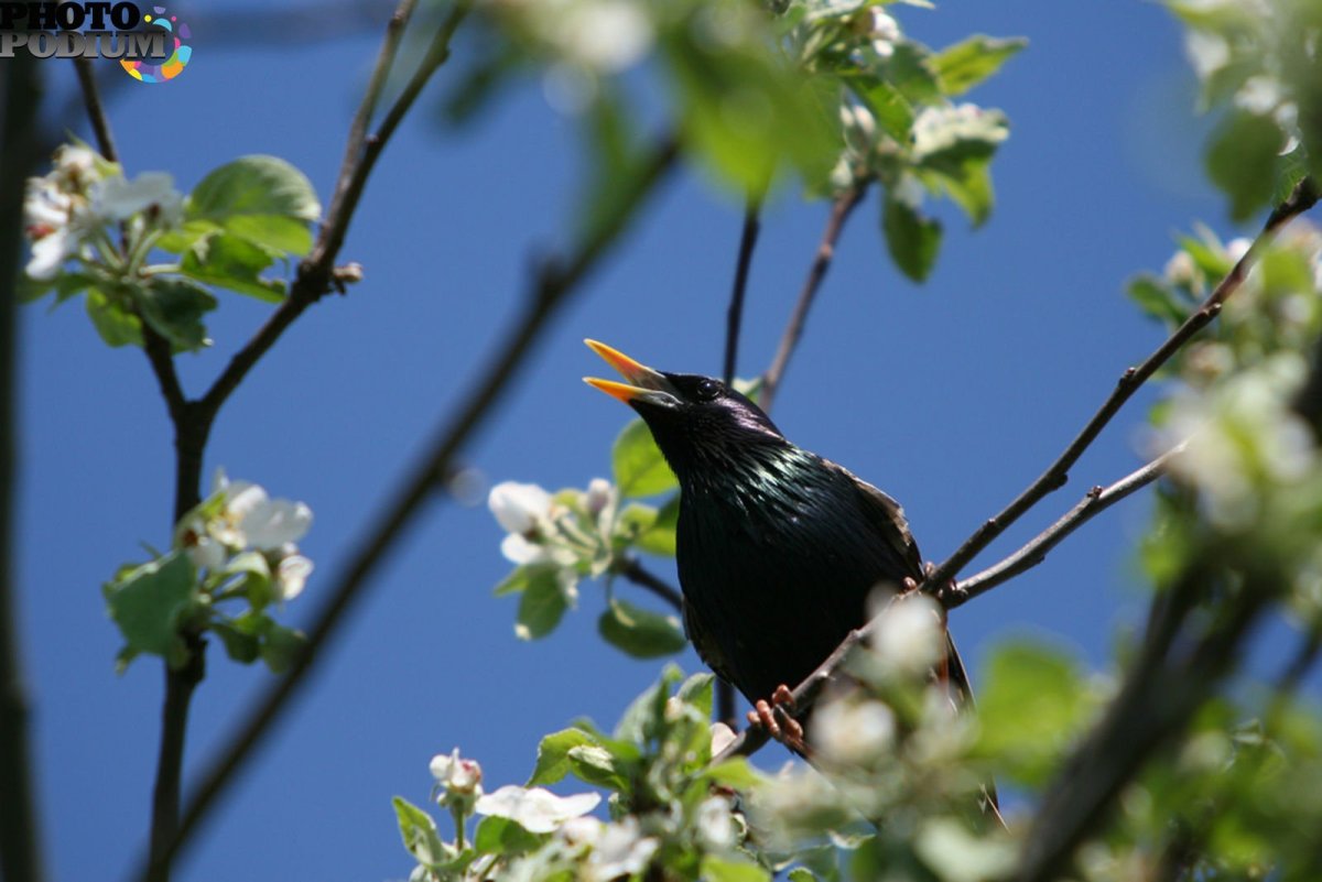 Весна Грачи прилетели