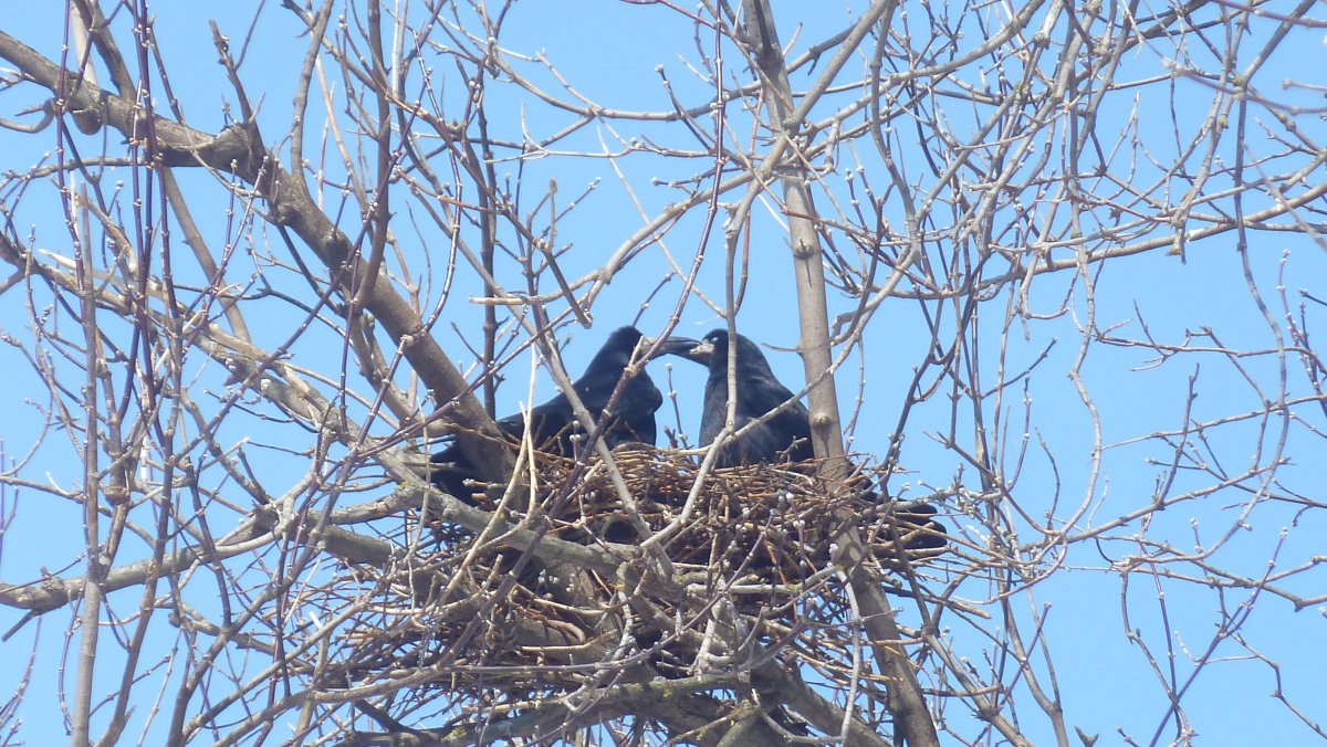 Птицы прилетающие зимой