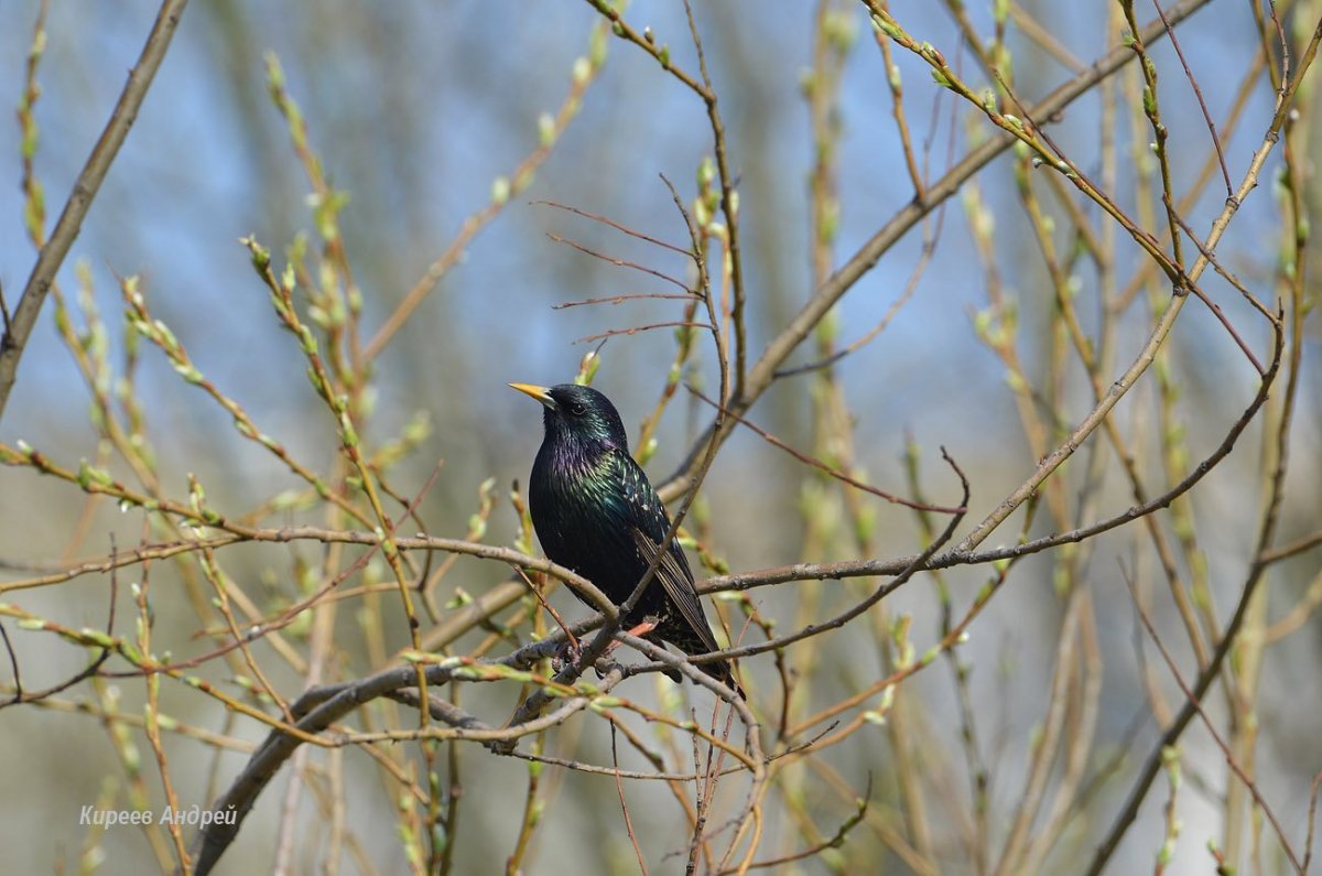 Весна пришла и птицы прилетают