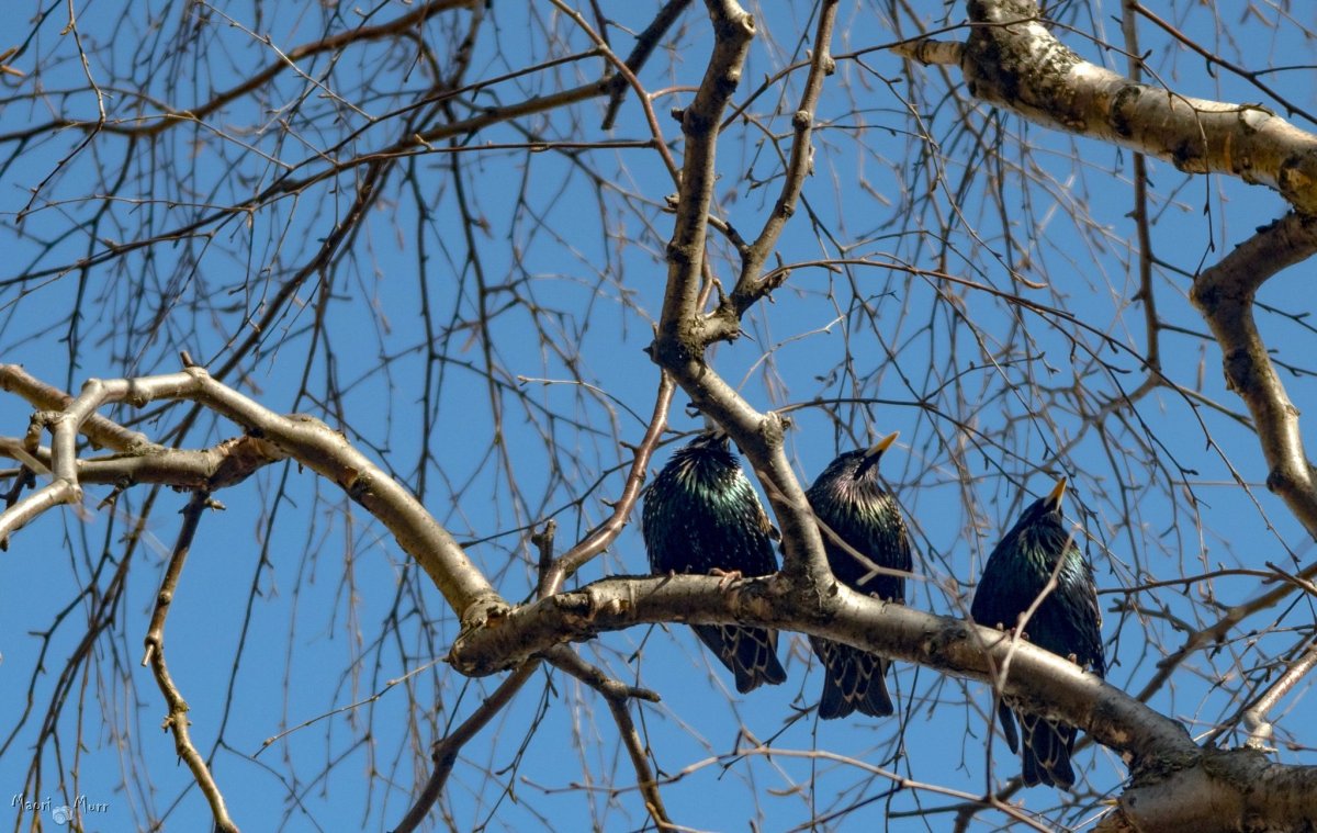 Возвращение перелетных птиц весной