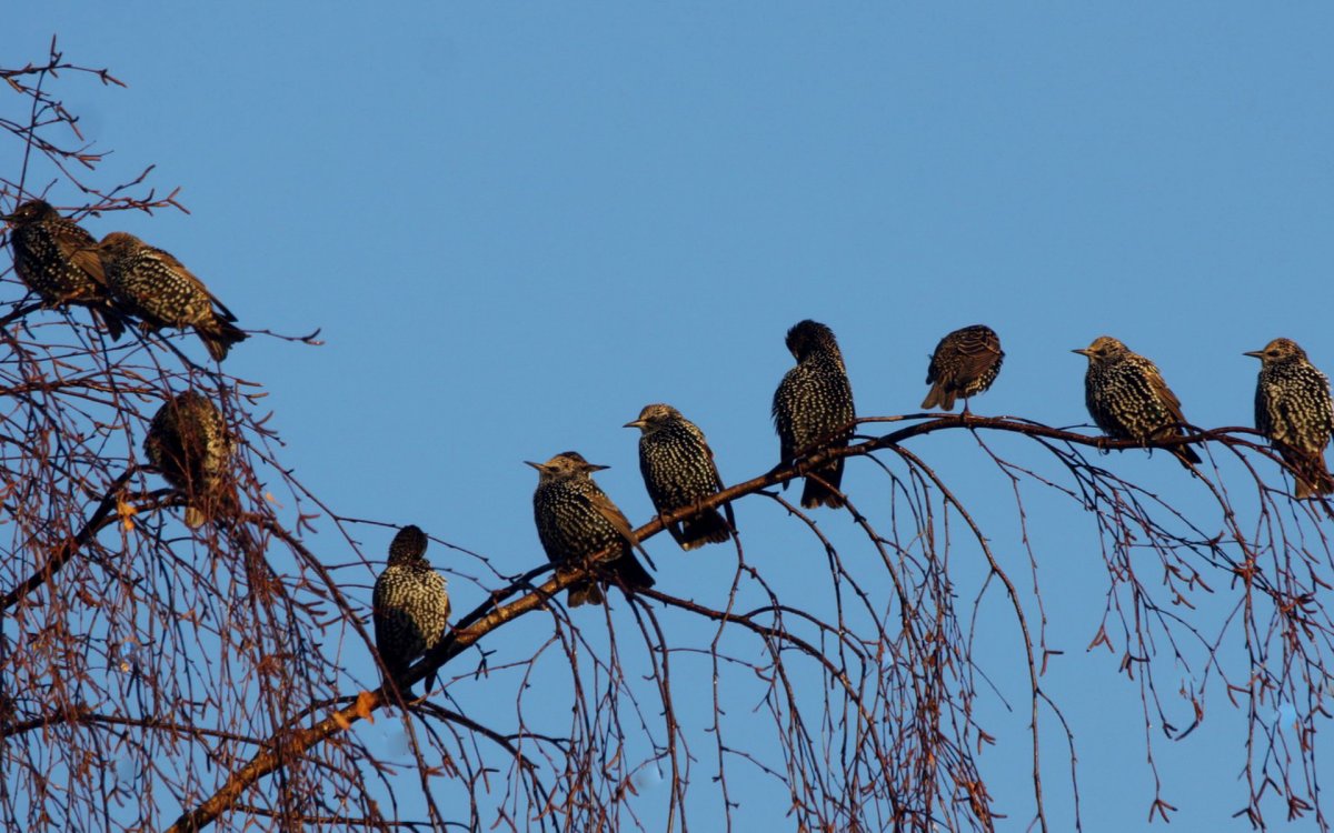 Весенняя Запевка скворца