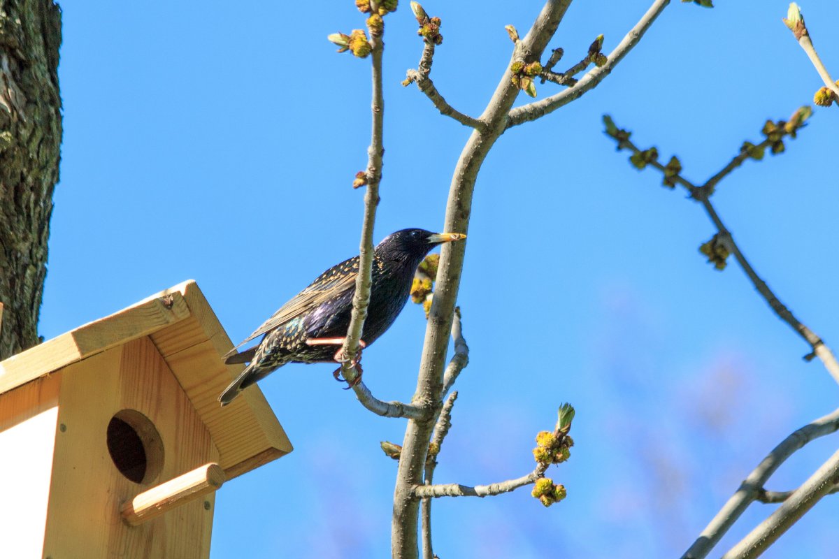 17 Марта Грачи прилетели