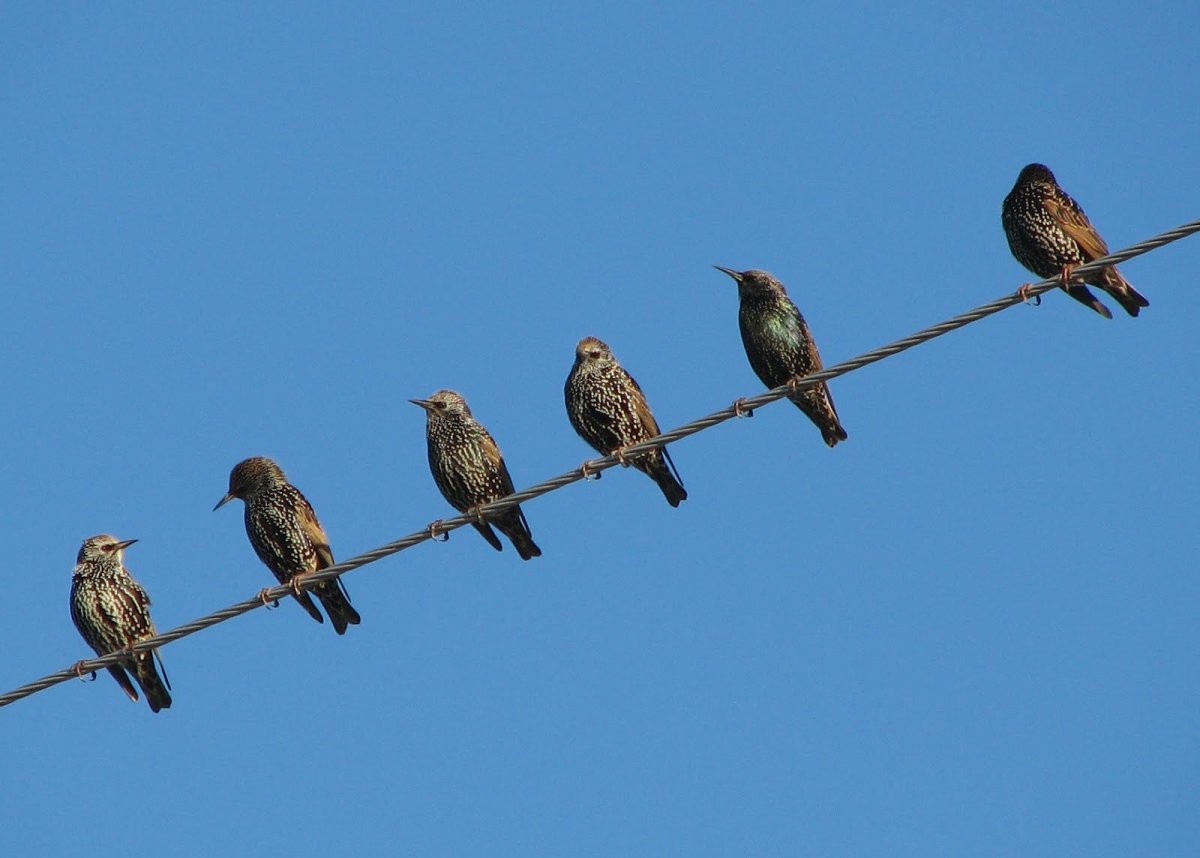 Никитина скворец