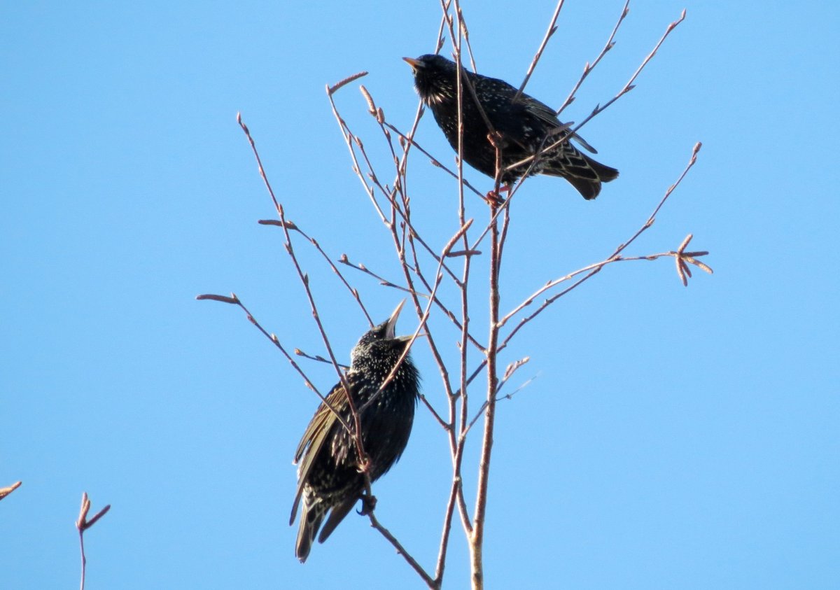 Птицы прилетающие зимой